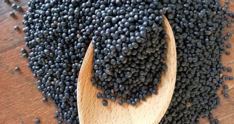Black beluga lentils in wooden spoon