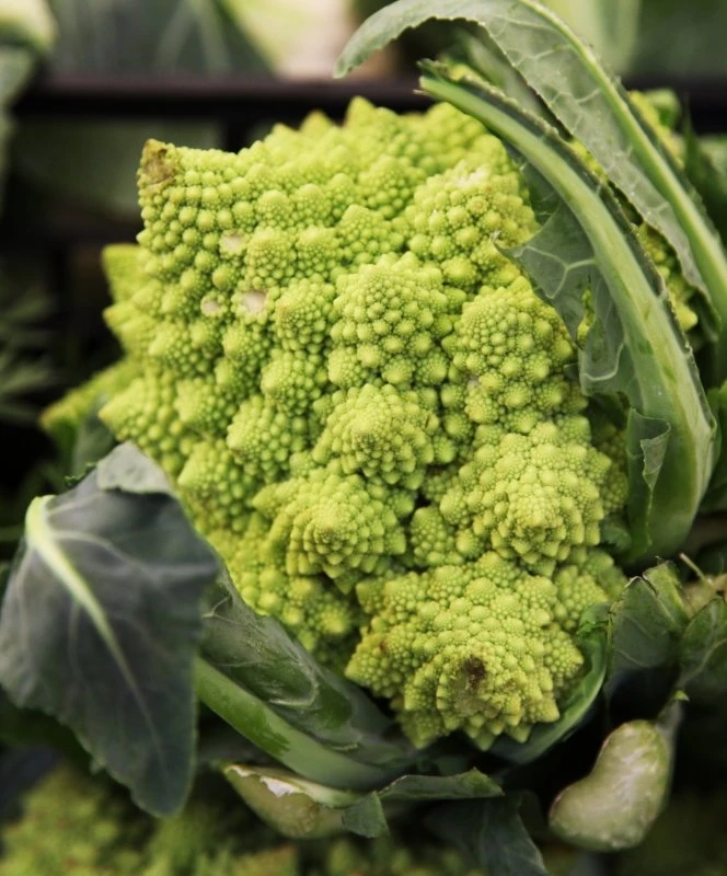 Čerstvý květák romanesco s listy v detailu