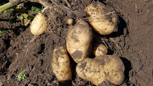 Čerstvé brambory vykopané z hlíny před vařením hranolků.
