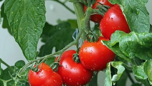 Čerstvá rajčata na keři s kapkami vody