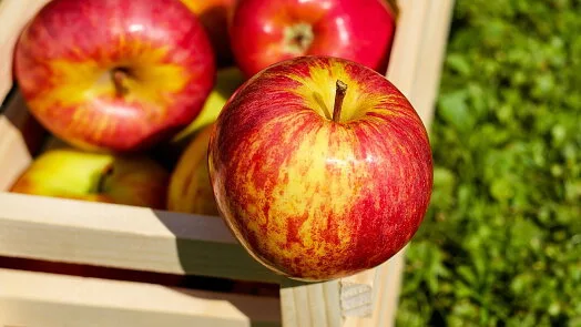Red apples in crate