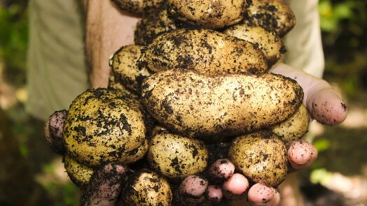 Čerstvé brambory s hlínou v rukách pro recept.