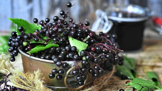 Blackcurrant berries in bowl