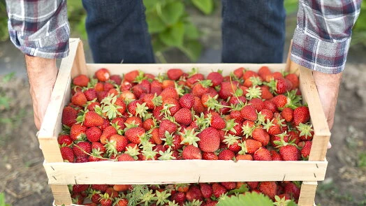 Fresh strawberries in crate