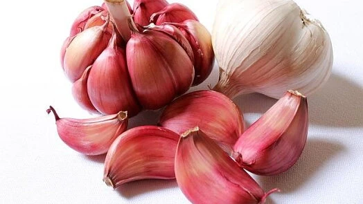 Červené cibule česneku s hlavičkami a stroužky na bílém pozadí.